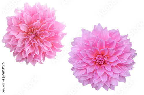 Pink Color Dahlia flower on white background. Photo with clipping path.