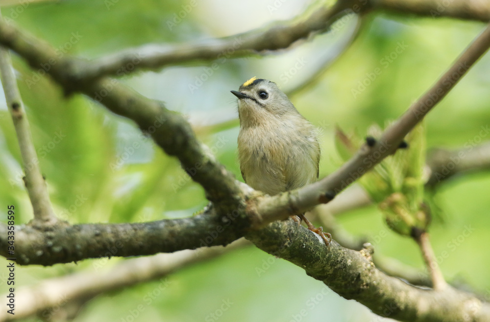 A Goldcrest, Regulus regulus, perching on a branch of a tree in spring. It is trying to attract a mate. A Goldcrest, Regulus regulus, perching on a branch of a tree in spring. It is trying to attract a mate.