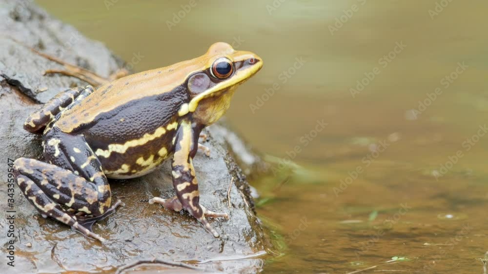A Fungoid Frog male sits on the edge of the water during the monsoon season in the Western Ghats of India, the beautiful colours of the male are visible with brown and yellow in the forest colour A Fungoid Frog male sits on the edge of the water during the monsoon season in the Western Ghats of India, the beautiful colours of the male are visible with brown and yellow in the forest colour