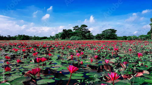 Photography Waterlilies under sky