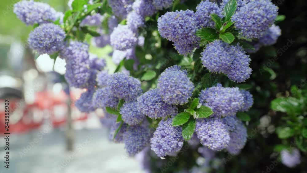 Beautiful lilac flower buds are about to blossom and it's pollen is visible on the leaves Beautiful lilac flower buds are about to blossom and it's pollen is visible on the leaves