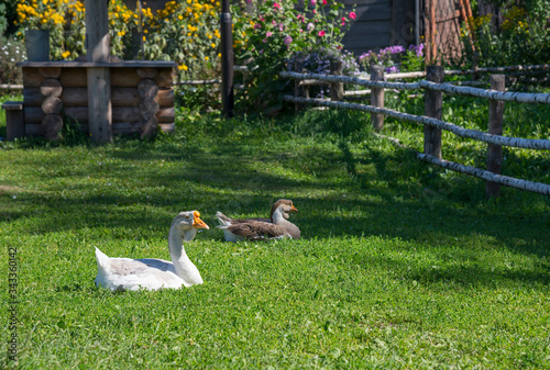 Domestic geese in the pasture