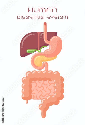 Flat design illustration of human digestive system, esophagus, stomach, liver, gall bladder, pancreas and intestine