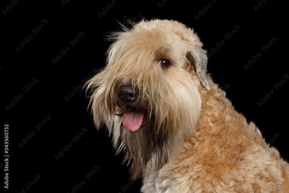 Portrait of Irish Soft Coated Wheaten Terrier on Isolated Black Background
