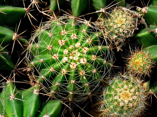 Close up image of cactus. photo