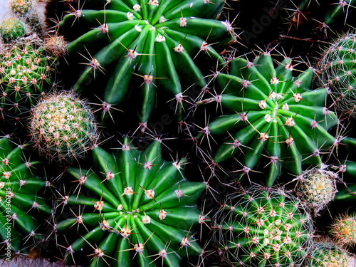 Close up image of cactus. photo