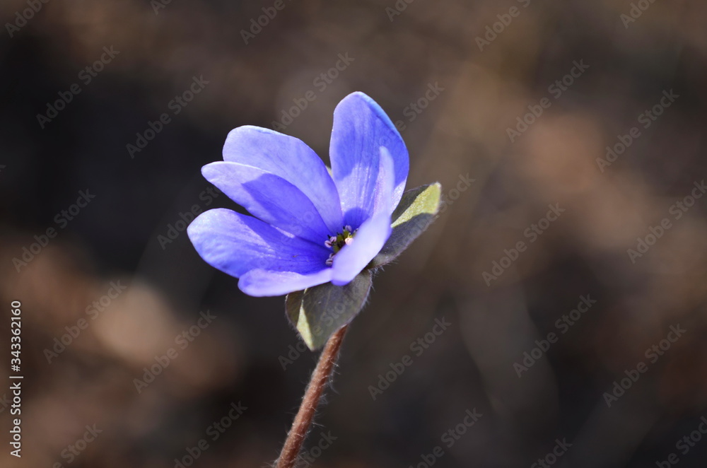 Liverwort ,Hepatica nobilis flowers on a forest floor on sunny afternoon. Spring blue flowers Hepatica nobilis in the forest. Blue flowers of Hepatica nobilis close-up. Liverwort ,Hepatica nobilis flowers on a forest floor on sunny afternoon. Spring blue flowers Hepatica nobilis in the forest. Blue flowers of Hepatica nobilis close-up.
