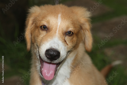 Adorable puppy brown dog looking close up.