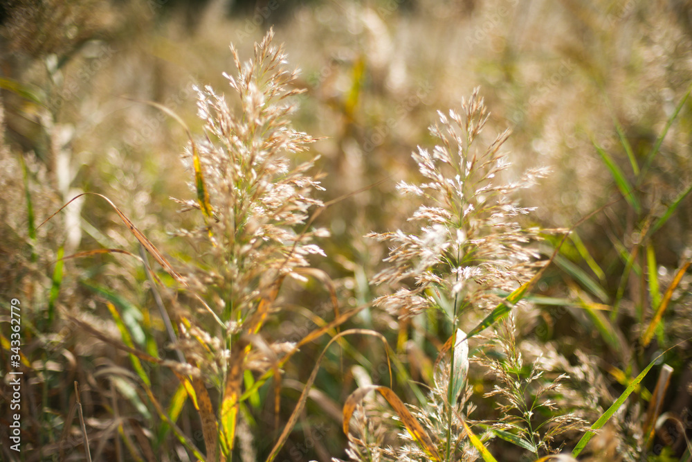 Golden autumn, yellow reeds on a small lake Golden autumn, yellow reeds on a small lake