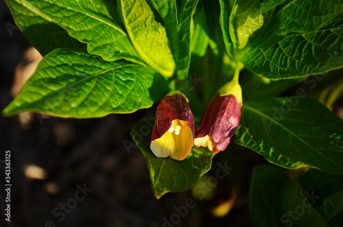Deadly Nightshade - Atropa belladonna Poisonous Plant