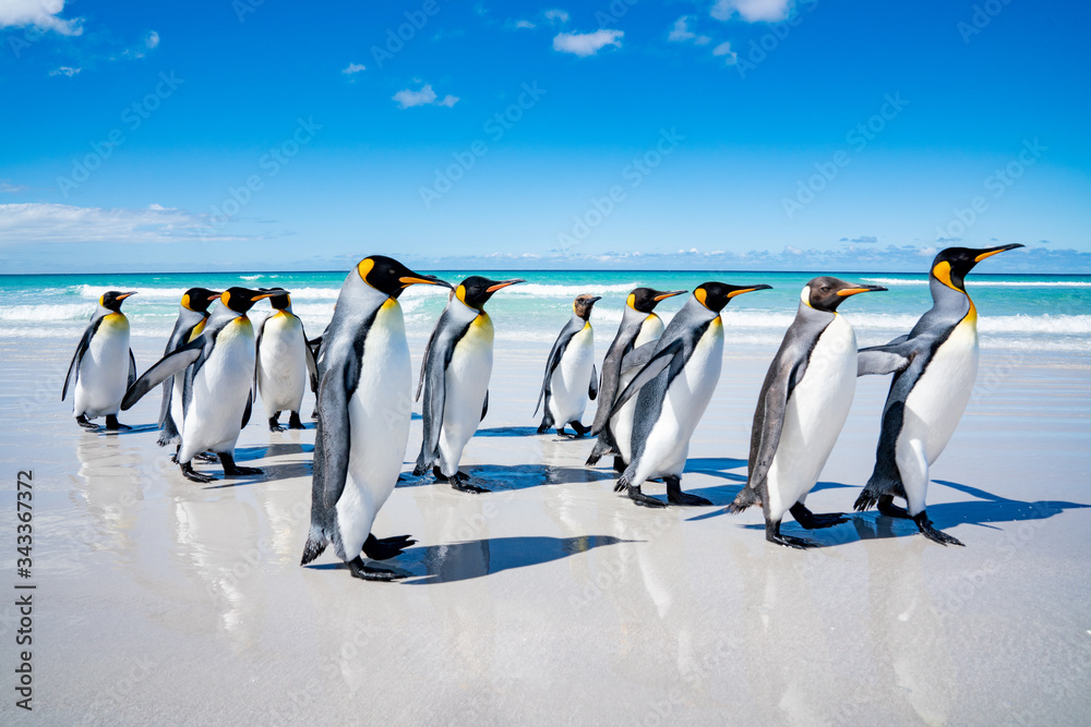 Obraz premium ペンギンの群れ,フォークランド諸島,ボランティアポイント,Earththeater
