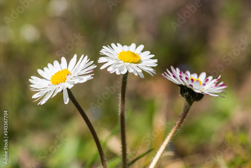 Tableau de pâquerettes