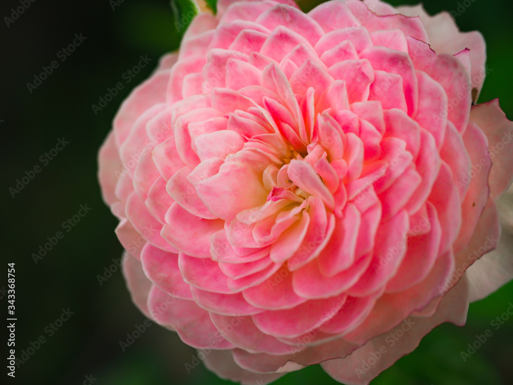 The beautiful roses in my garden bloom in the morning sun. The beautiful roses in my garden bloom in the morning sun.