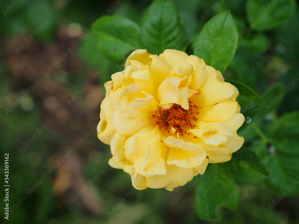 The beautiful roses in my garden bloom in the morning sun. The beautiful roses in my garden bloom in the morning sun.
