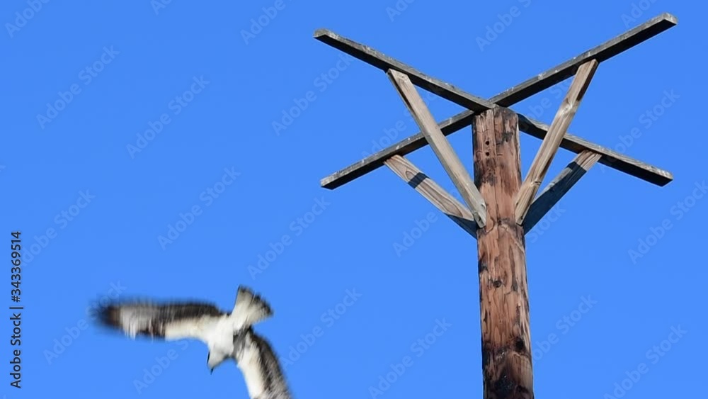 An osprey flies away in slow motion An osprey flies away in slow motion