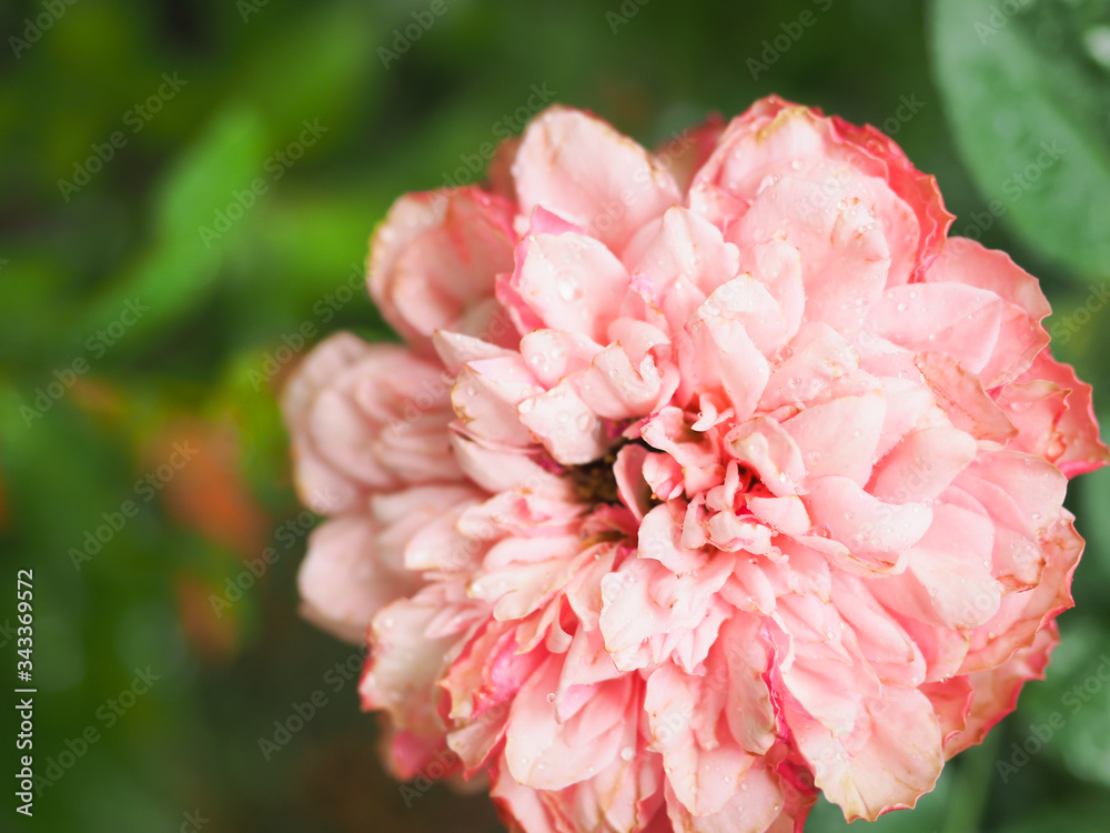 The beautiful roses in my garden bloom in the morning sun.