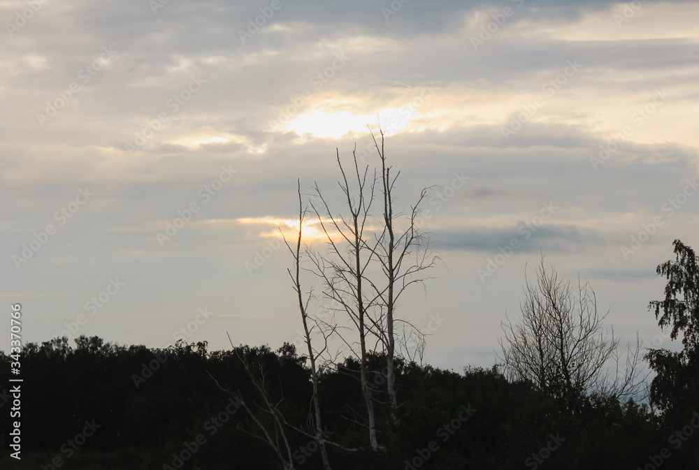 landscape with a blue sunset on a background of trees