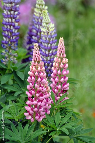 Lupinen im Garten