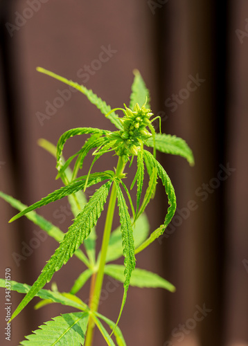 Detail of cannabis cola with visible hairs and leaves on flowering . Blooming Marijuana plant with early white Flowers, cannabis sativa leaves, marihuana