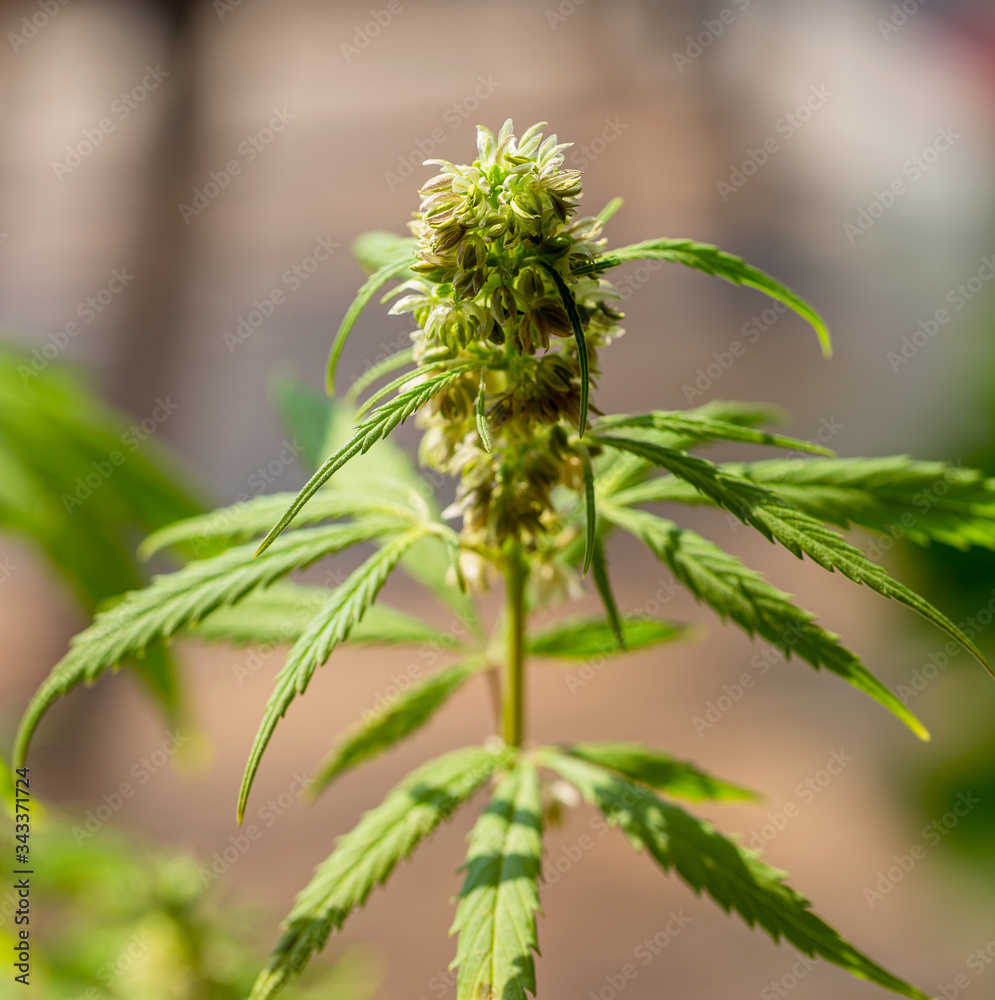 Detail of cannabis cola with visible hairs and leaves on flowering . Blooming Marijuana plant with early white Flowers, cannabis sativa leaves, marihuana Detail of cannabis cola with visible hairs and leaves on flowering . Blooming Marijuana plant with early white Flowers, cannabis sativa leaves, marihuana