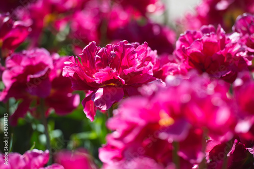 In Full Bloom. Tulips in garden in sunny day. Spring flowers. Gardening.