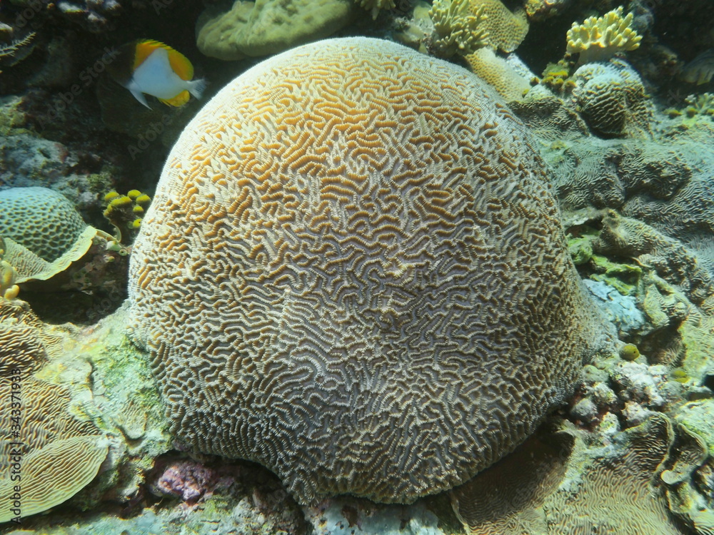The amazing and mysterious underwater world of Indonesia, North Sulawesi, Manado, stone coral The amazing and mysterious underwater world of Indonesia, North Sulawesi, Manado, stone coral