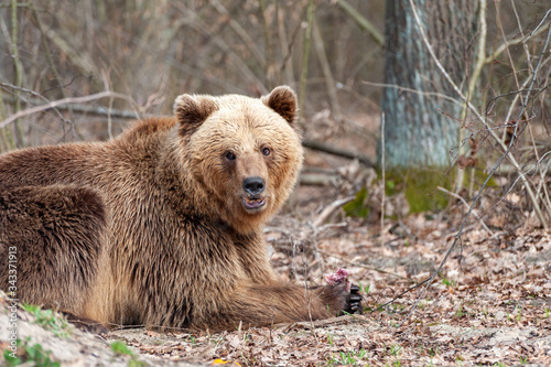The brown bear (Ursus arctos), walking in the forest