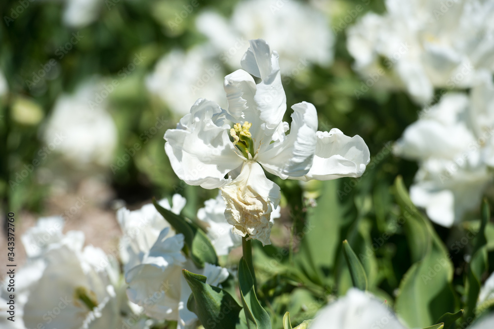In Full Bloom. Tulips in garden in sunny day. Spring flowers. Gardening.
In Full Bloom. Tulips in garden in sunny day. Spring flowers. Gardening.