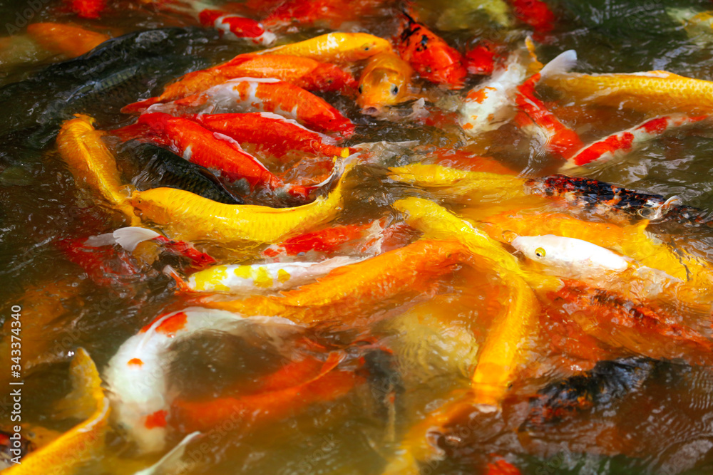 Multi-colored carps fish swim on the surface of the water Multi-colored carps fish swim on the surface of the water