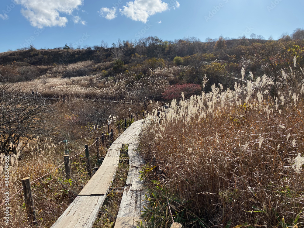 Fototapeta premium 冬の木道