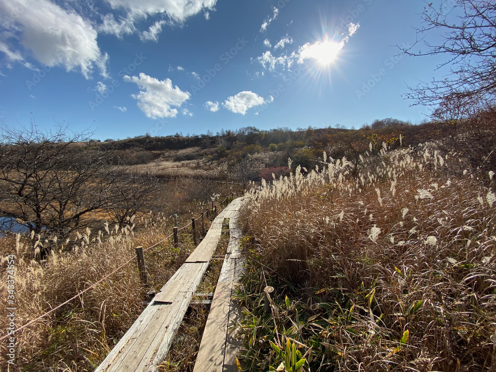 Fototapeta premium 冬の木道