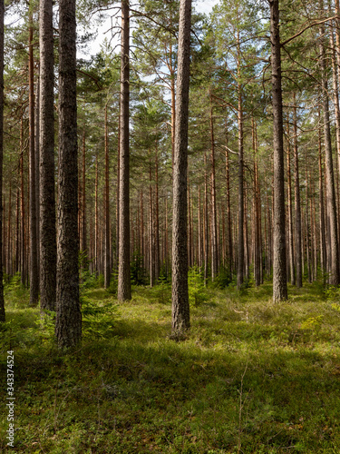 Calmness and relaxation forest area. © Conny Sjostrom
