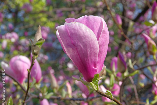 Flowering magnolia. Large bright flowers of violet color.