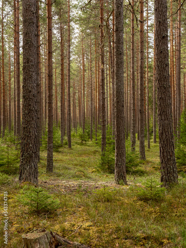 Calmness and relaxation forest area.