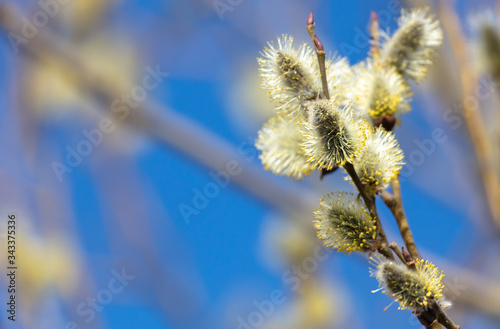 Flowers on willow branches in nature.