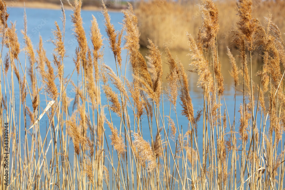 Fototapeta premium The reeds on the lake.