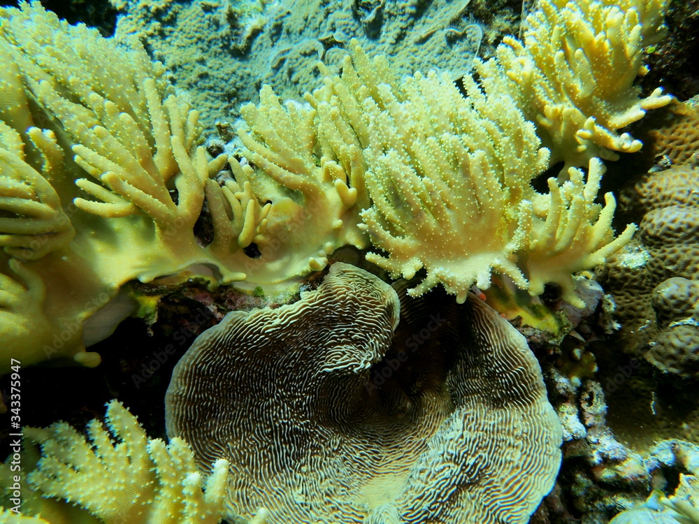 Obraz premium The amazing and mysterious underwater world of Indonesia, North Sulawesi, Manado, soft coral