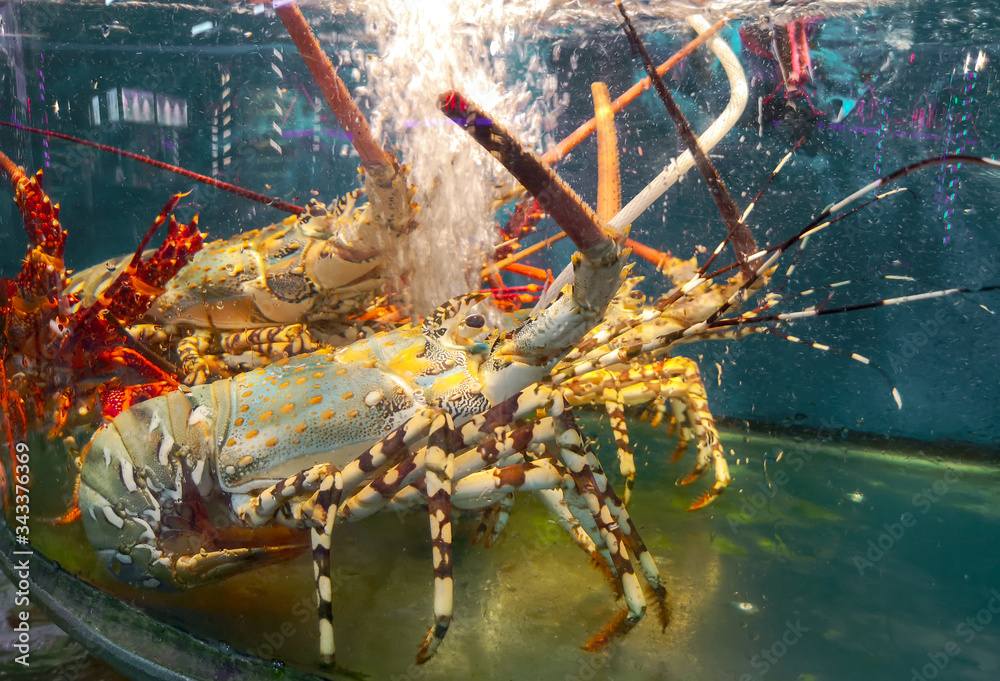 Big lobster swims in an aquarium