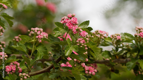 Crataegus laevigata 'Paul's Scarlet - Aubépine à fleur double rose foncé ou aubépine à deux styles, rameaux épineux, feuilles vert brillant, écorce brune, écailleuse, fissurée