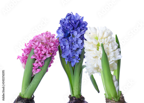 Beautiful hyacinth plants on white background