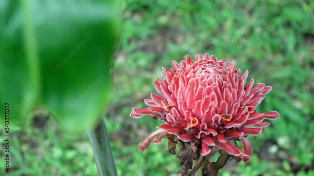 Etlingera Elatior or Red Torch Ginger in Botanical garden of Bom Sucesso. Sao Tome and Principe. Etlingera Elatior or Red Torch Ginger in Botanical garden of Bom Sucesso. Sao Tome and Principe.