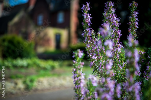 lavender in the garden