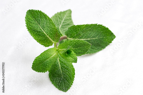 Mint leaves on white background..