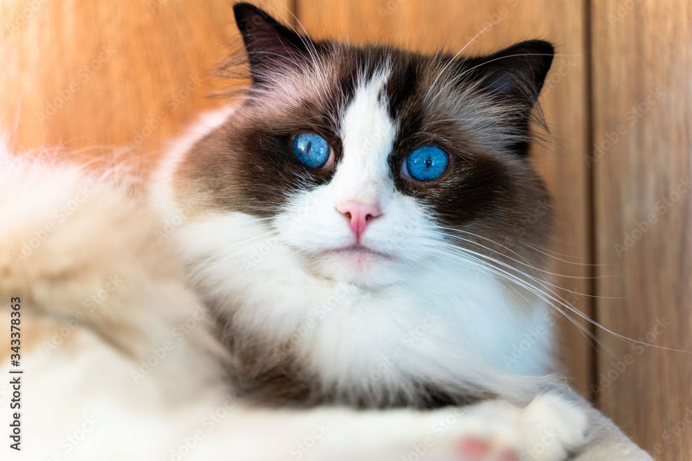 Portraits of ragdoll cats Stock Photo | Adobe Stock