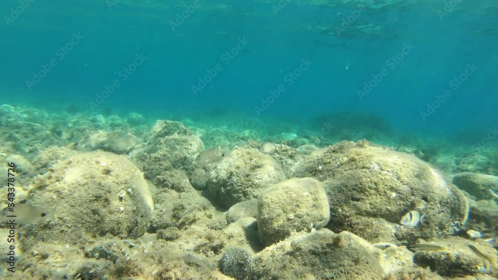 Seabed with stone in the Mediterranean sea, Beautiful Fishes and Stones in The Sea