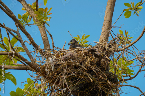 bird nest in the tree photo