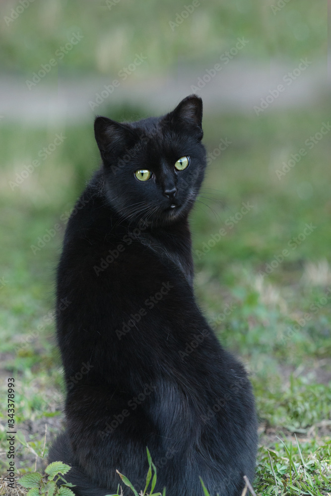 A black cat sits on the grass with his back and looks at the camera. Selective focus