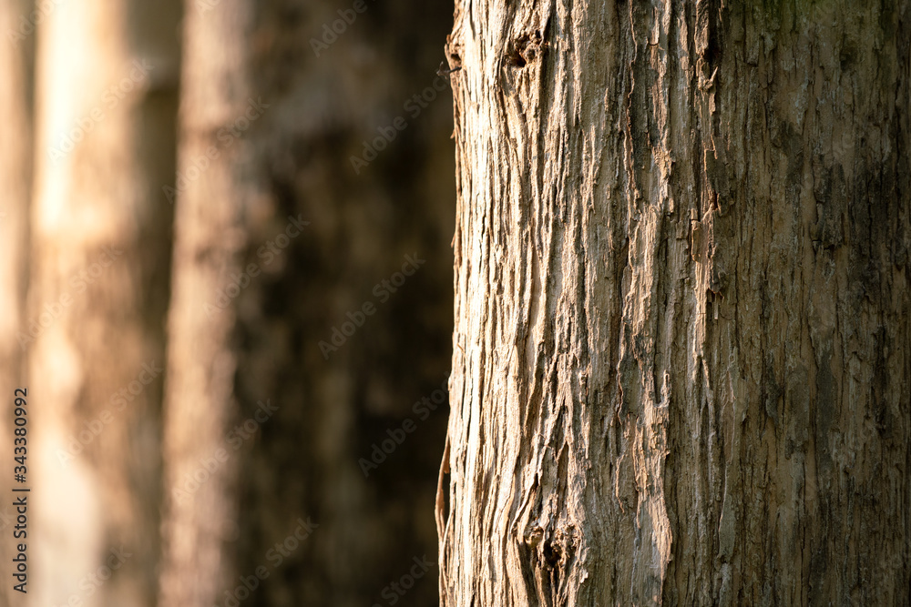 Alignment of Oak tree trunks during the sunlight is expose on a one side. Close-up and selective focus at the trunk surface. Alignment of Oak tree trunks during the sunlight is expose on a one side. Close-up and selective focus at the trunk surface.