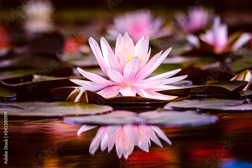 Pink waterlily.