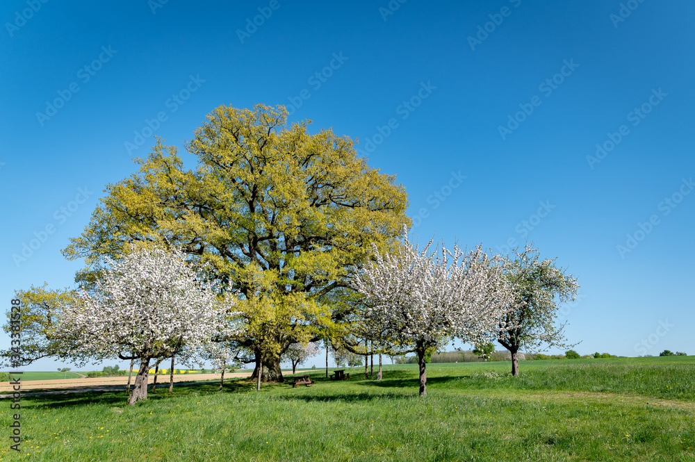 Die Lenzeiche bei Sichertshausen im Frühling Die Lenzeiche bei Sichertshausen im Frühling